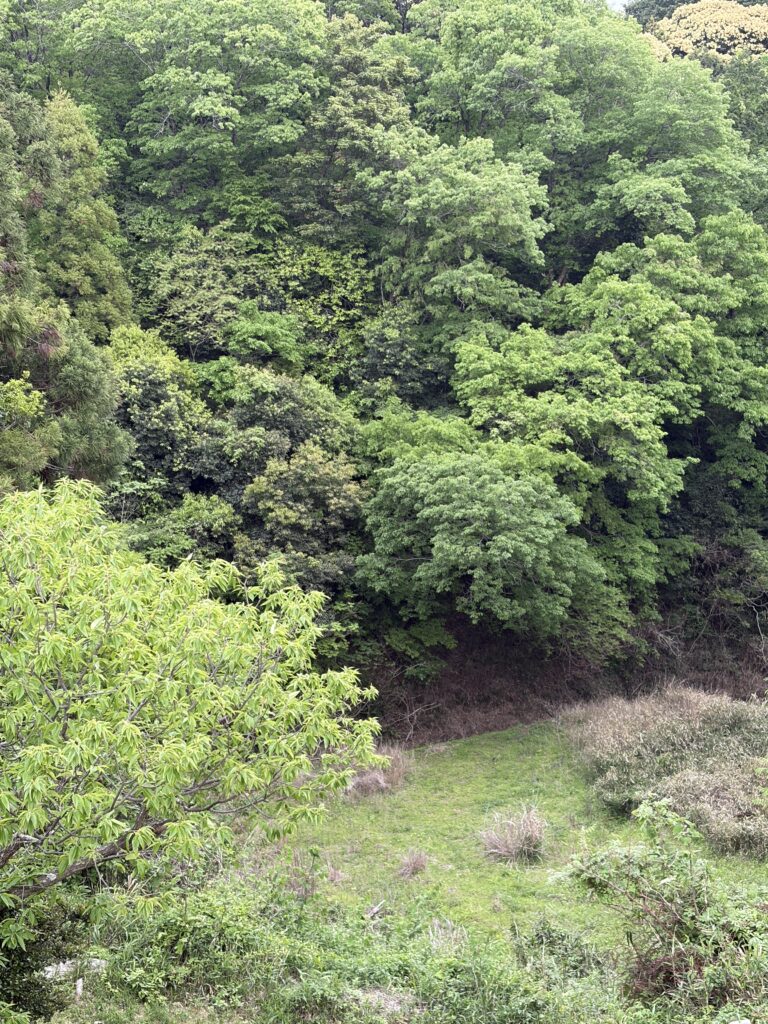 第二キッチンの窓の外には、鹿が散歩するような豊かな森が広がっています。