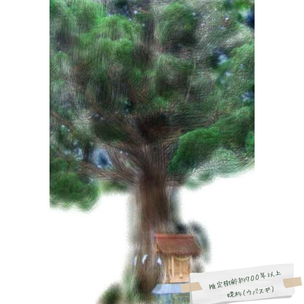姥杉